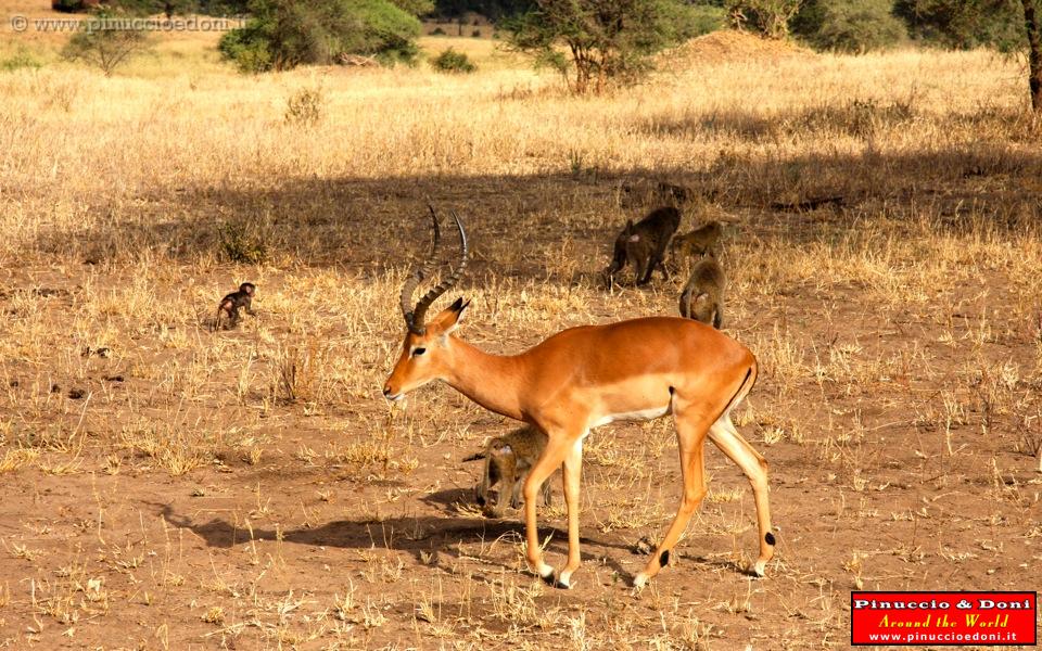 TANZANIA - Tarangire National Park - 22.jpg